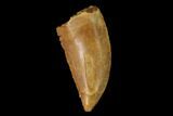 Serrated, Raptor Tooth - Real Dinosaur Tooth #158993-1